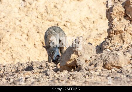 Arabischer Wolf (aka einsamen Wolf Canis Lupus Araber). Dieser Wolf ist Unterart der graue Wolf. Fotografiert in Israel, Negev-Wüste Stockfoto