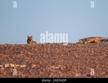 Arabischer Wolf (aka einsamen Wolf Canis Lupus Araber). Dieser Wolf ist Unterart der graue Wolf. Fotografiert in Israel, Negev-Wüste Stockfoto