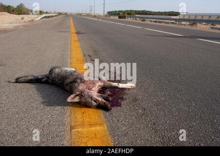 Road Kill 1001 Wolf (aka Desert wolf Canis lupus Araber). Dieser Wolf ist Unterarten von grauen Wolf. In Israel fotografiert, Wüste Negev Stockfoto