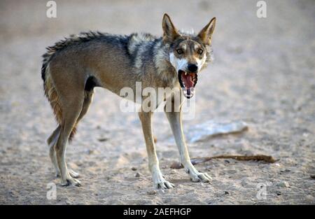 Arabischer Wolf (aka einsamen Wolf Canis Lupus Araber). Dieser Wolf ist Unterart der graue Wolf. Fotografiert in Israel, Negev-Wüste Stockfoto