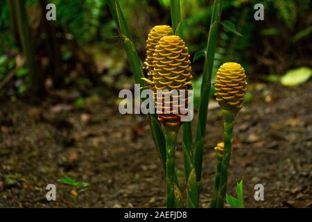 Zingiber Spectabile aka Beehive ginger Fotografiert in Costa Rica im Juni Stockfoto