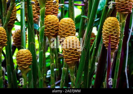 Zingiber Spectabile aka Beehive ginger Fotografiert in Costa Rica im Juni Stockfoto