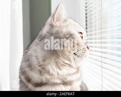 Close-up Profil Portrait einer Katze, die man vom Fenster aus sieht. Schottische tabby Farbe Stockfoto