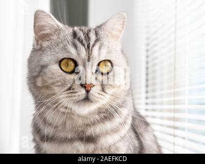 Close-up Portrait von katzenrasse Scottish Farbe Gestromt close-up am Fenster mit Jalousien Stockfoto