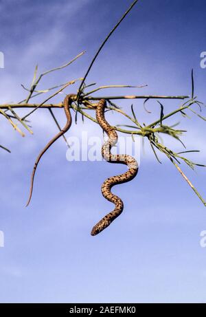 Juvenile Dolichophis jugularis, der Schwarze whipsnake, hängt von einem Baum Stockfoto