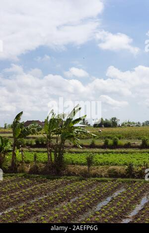 Schöne Gemüsefeldern in Bali, Abiensemal, Indonesien. Palmen, Außendienstmitarbeiter und eine kleine Hütte im Hintergrund Stockfoto