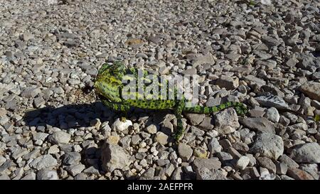 Mediterrane Chamäleon, AKA gemeinsame Jemenchamäleon (Chamaeleo chamaeleon) in Israel fotografiert. Stockfoto