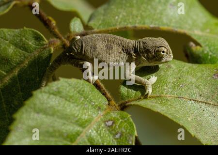 Mediterrane Chamäleon, AKA gemeinsame Jemenchamäleon (Chamaeleo chamaeleon) in Israel fotografiert. Stockfoto