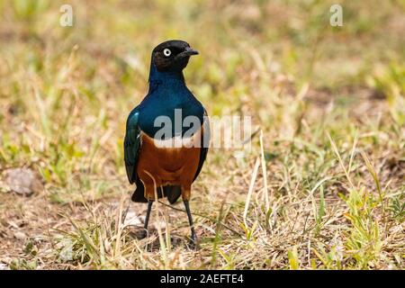 Ausgezeichnete starling (Lamprotornis superbus) Stockfoto