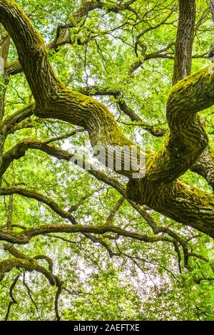 Moosige ungeschickt Zweige eines mächtigen alten Eiche in einem Sommer Wald. Alte Eichenholz mit Rinde mit Moos und Flechten in einer natürlichen Umgebung abgedeckt Stockfoto