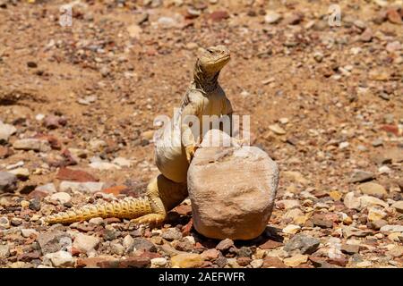 Ägyptische Mastigure (Uromastyx aegyptia), des AKA Leptien Mastigure, oder Ägyptischen dab Lizard. Ägyptische Mastigures kann in Ägypten, Libyen und durch gefunden werden Stockfoto