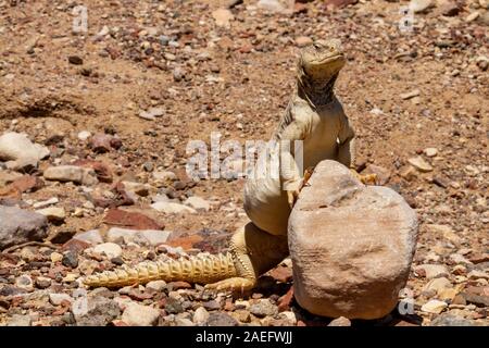 Ägyptische Mastigure (Uromastyx aegyptia), des AKA Leptien Mastigure, oder Ägyptischen dab Lizard. Ägyptische Mastigures kann in Ägypten, Libyen und durch gefunden werden Stockfoto