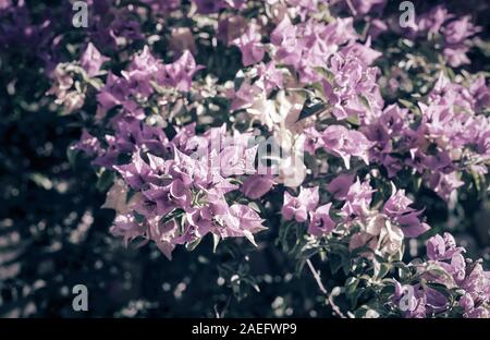 Rosa blühenden Bougainvillea gegen den blauen Himmel Stockfoto