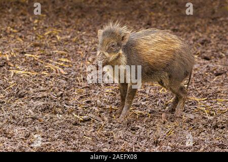 Visayan Warty Schwein (Sus cebifrons) stehen im Schlamm Stockfoto