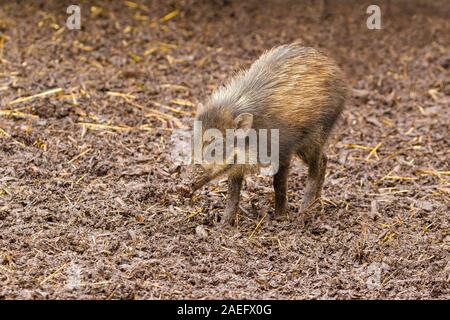 Visayan Warty Schwein (Sus cebifrons) stehen im Schlamm Stockfoto