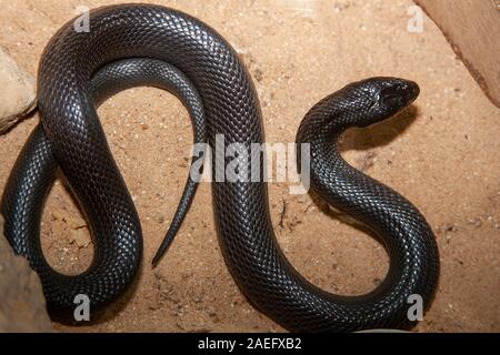 Walterinnesia aegyptia allgemein als Wüste schwarze Schlangen oder Schwarze Wüste Kobras, die endemisch im Nahen Osten bekannt sind. In Israel fotografiert. Stockfoto