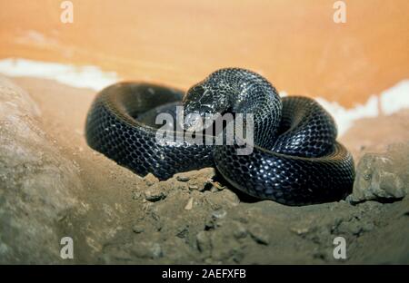 Walterinnesia aegyptia allgemein als Wüste schwarze Schlangen oder Schwarze Wüste Kobras, die endemisch im Nahen Osten bekannt sind. In Israel fotografiert. Stockfoto