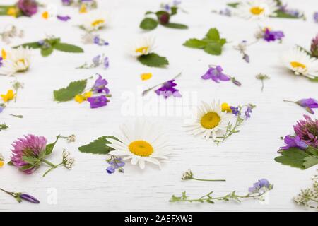 Seitliche Sicht auf die schönen wilden Blumen auf dem weißen Holz- Hintergrund. Daisy, Glockenblumen, Klee, vergiss Mich nicht Blumen. Nahaufnahme von floralen Muster. Zurück Stockfoto