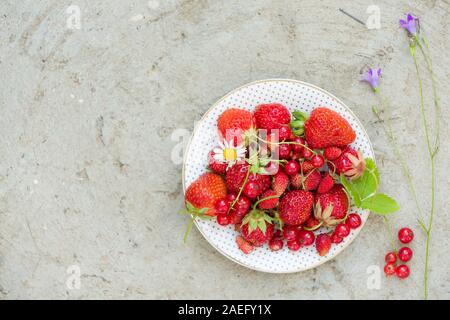 Ansicht von oben auf die weiße Platte mit frischem organischen Erdbeere, rot Aktuelle und wilde Beeren und Blumen auf grauem Beton Hintergrund. Sommer und gesundes Essen c Stockfoto