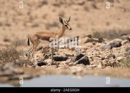 Die Dorcas Gazelle (Gazella dorcas), auch Ariel gazelle genannt, ist eine kleine, gemeinsame Gazelle. Die Dorcas Gazelle ist etwa 55 - 65 cm Am s Stockfoto