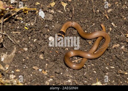 Eirenis rothii ist eine Pflanzenart aus der Gattung der Schlange der Familie Colubridae. Es wird allgemein als Zwerg Racer der Roth bekannt. In Israel fotografiert. Stockfoto