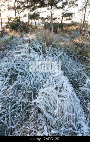 Dicke Frost auf Gras an der John Muir Country Park, Dunbar, Schottland. Stockfoto