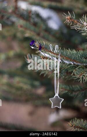 Crystal Star Dekoration auf Weihnachtsbaum im Freien. Geschenke und Dekor Elemente. Urlaub und Winter Konzept. Stockfoto