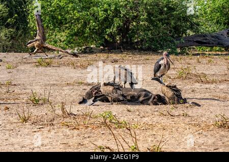 Ein Kadaver eines toten Elefanten gegessen wird von white-backed Geier (Tylose in AFRICANUS) und marabou Störche (Leptoptilos crumenigerus). In Hwange fotografiert. Stockfoto