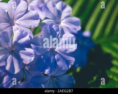 Plumbago auriculata Lam. , Weithin als Plumbago Capensis bekannt. Weitere Namen: Kap Plumbago, Kap Leadwort und Blau Plumbago. Tropischen, immergrünen Stockfoto