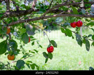 Frische Bio Acerola Kirsche auf dem Baum, hohe Vitamin C Antioxidans und Früchte, wählen Sie Fokus der Acerola Kirsche auf Thai Kirschbaum Natur Hintergrund Stockfoto