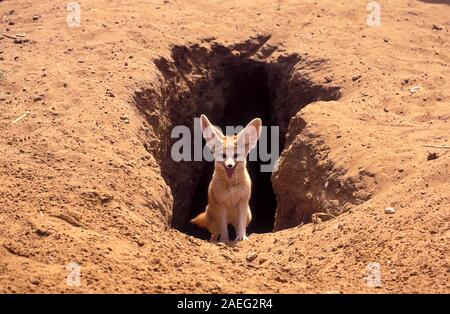 Fennec Fox, (Vulpes zerda) in der Nähe der Höhle, fotografiert in Israel. Stockfoto