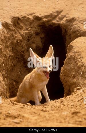 Fennec Fox, (Vulpes zerda) in der Nähe der Höhle, fotografiert in Israel. Stockfoto