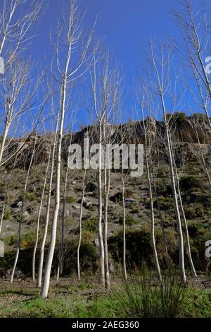 Ein Spaziergang durch die Schlucht des Rio Alhama von Alhama de Granada in Andalusien, Spanien Stockfoto