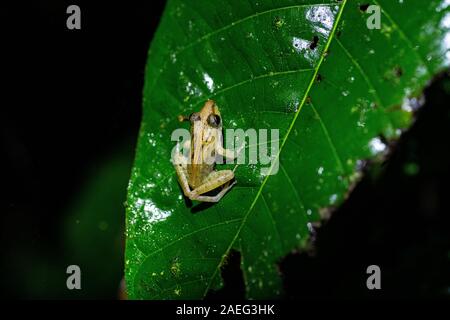 Kleiner Frosch auf ein Blatt im Regenwald von Costa Rica Stockfoto