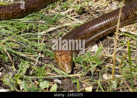 Die sheltopusik (Pseudopus apodus), auch "Pallas von Glas Lizard oder der Europäischen beinlose Echse, ist eine Pflanzenart aus der Gattung der großen Glas Eidechse foun Stockfoto