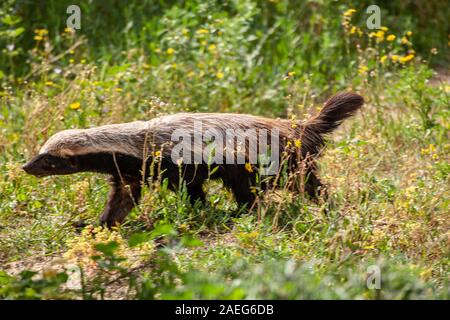 Nahaufnahme eines Honigdachses (Mellivora capensis). Der Honigdachs, auch bekannt als die Ratel, ist ein Mitglied der Familie Mustelidae. In Isra fotografiert. Stockfoto