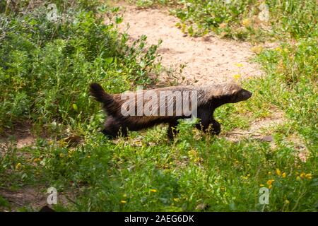 Nahaufnahme eines Honigdachses (Mellivora capensis). Der Honigdachs, auch bekannt als die Ratel, ist ein Mitglied der Familie Mustelidae. In Isra fotografiert. Stockfoto