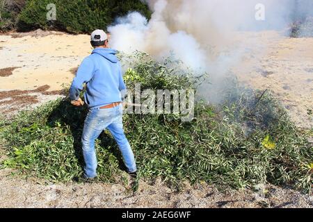 Der griechische Bauer stellt Olivenbäume mit beschnitteten Ästen in ein brennendes Feuer, nachdem er die Bäume geerntet hat, um im Winter in Griechenland an einem Strand Olivenöl zu produzieren Stockfoto