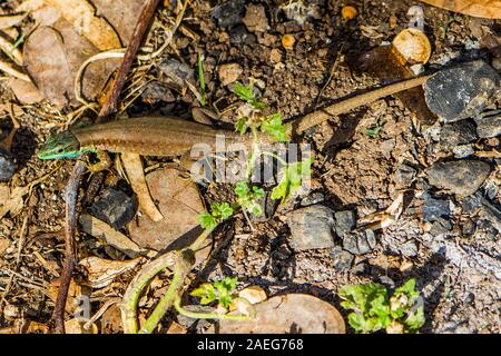 Phoenicolacerta laevis, Libanon Eidechse, ist eine Pflanzenart aus der Gattung der Eidechse in der Familie Lacertidae. Es ist in Zypern, Israel, Jordanien, Libanon, Syrien, eine gefunden Stockfoto