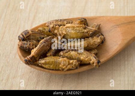 Löffel aus Holz mit knusprigen kleine Heimchen für einen Snack Stockfoto