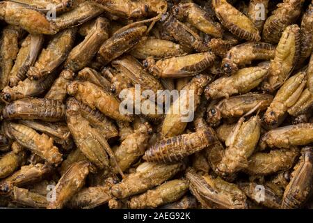 Knusprige gesalzene kleine Heimchen für einen Snack full frame Stockfoto