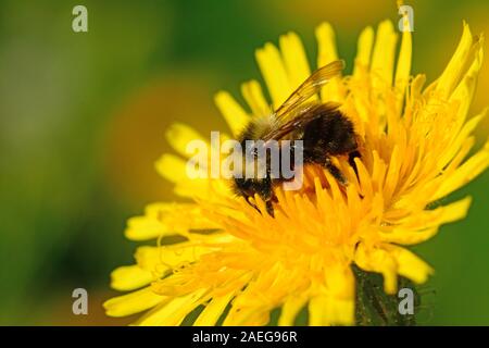 Hummel auf gelben Blume Stockfoto