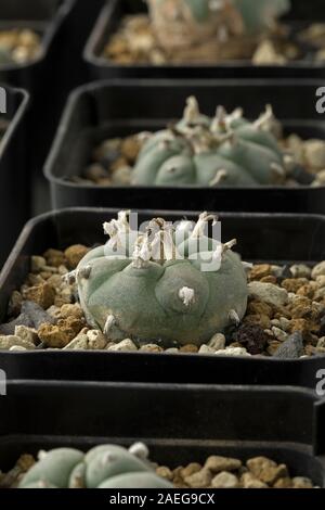 Reihe von Peyote Kaktus Lophophora Williamsii in Töpfen in einem Kinderzimmer close up Stockfoto