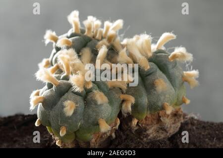 Alte, seltene und drei großen Lophophora Williamsii, Peyote, mit Haarbüscheln whool in der Nähe der Leitung Stockfoto