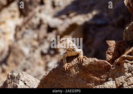 Weibliche verzierten Mastigure (Uromastyx ornata) ist eine der schillerndsten Mitglieder der Gattung in Israel, mit einer Länge von bis zu 37 cm. Reich verzierte Mastigure c Stockfoto