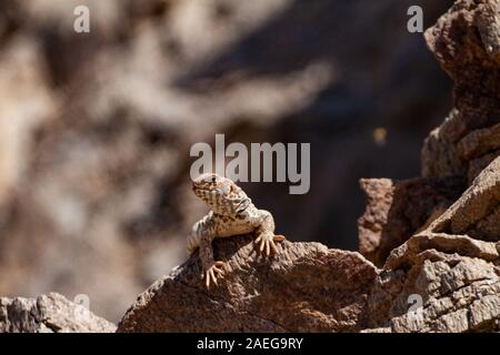 Weibliche verzierten Mastigure (Uromastyx ornata) ist eine der schillerndsten Mitglieder der Gattung in Israel, mit einer Länge von bis zu 37 cm. Reich verzierte Mastigure c Stockfoto