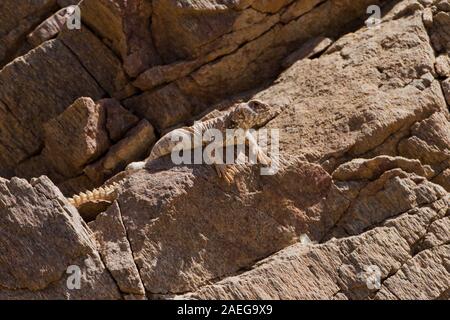 Weibliche verzierten Mastigure (Uromastyx ornata) ist eine der schillerndsten Mitglieder der Gattung in Israel, mit einer Länge von bis zu 37 cm. Reich verzierte Mastigure c Stockfoto