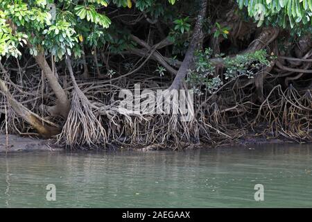 Mangroven am Ufer des Daintree River an der Ostküste von Australien Stockfoto