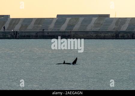 Orca Killer whale im Mittelmeer im inneren Hafen Genua Italien Stockfoto