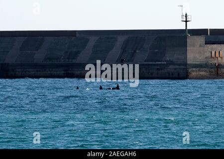 Orca Killer whale im Mittelmeer im inneren Hafen Genua Italien Stockfoto